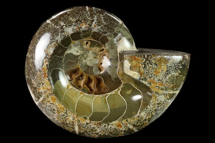 Wide Polished Fossil Ammonite Dish - Madagascar #137403
